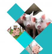 氫氣：守護豬肉安全的神奇分子